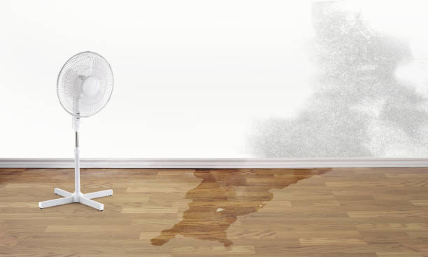 Best Water damage cleanup near me  in Honsville, GA