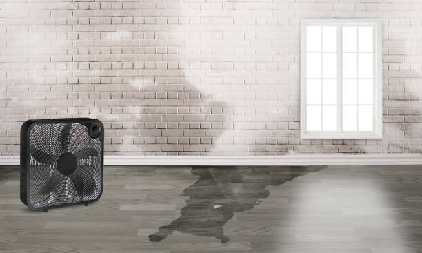 Best Water damage contractors near me  in Honsville, GA